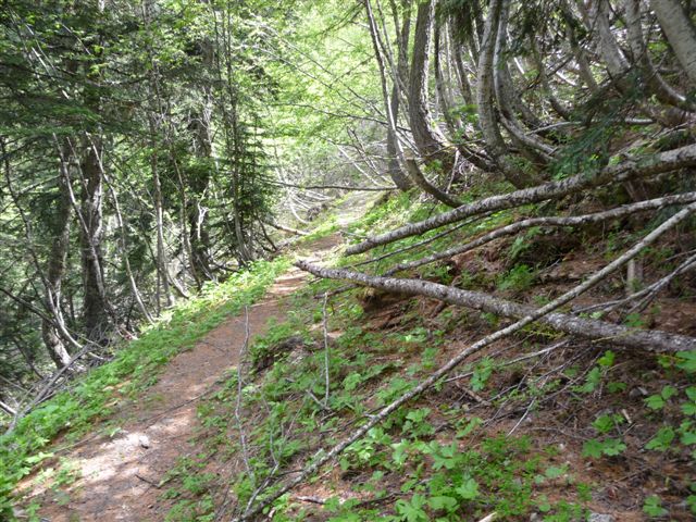 les arbres tombee en mai 2011