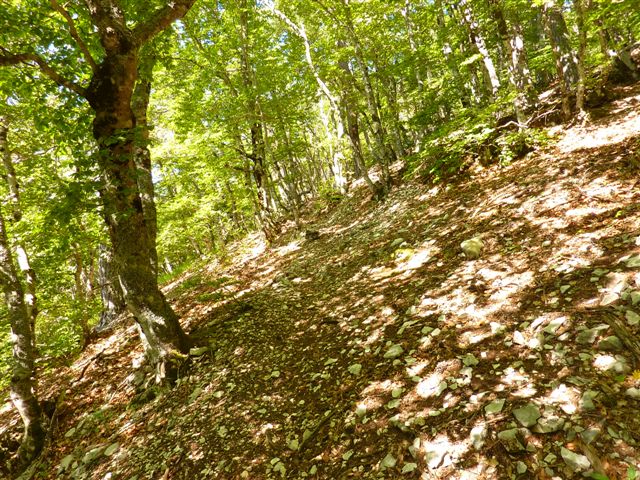 Hêtraie dans une des combes traversées