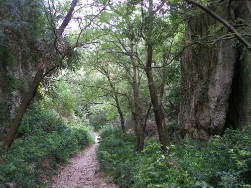 Vallon du Colombier : Vers la fin de la descente