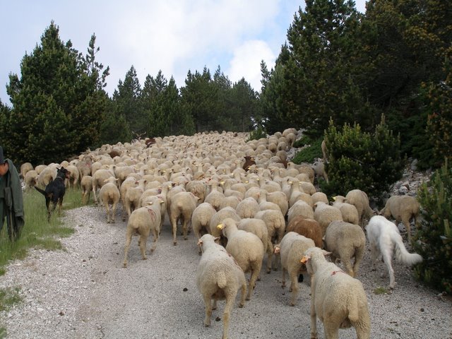 #3 Les estivants : Ca bouchonne un peu sur les pentes du Ventoux! Les estivants : Ca bouchonne un peu sur les pentes du Ventoux!