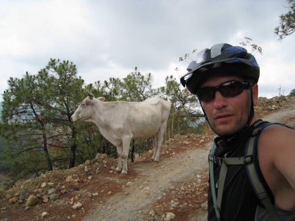#4 Vache : Au bord de la falaise le bestiau,meme pas peur!!! Vache : Au bord de la falaise le bestiau,meme pas peur!!!