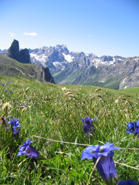 #9 Col de Mary, versant italien : Toujours des fleurs Col de Mary, versant italien : Toujours des fleurs