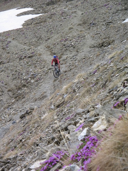 #6 DH de la Tête de Viraysse : Quelques fleurs malgré tout ! DH de la Tête de Viraysse : Quelques fleurs malgré tout !