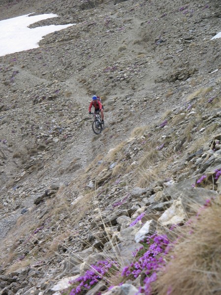 DH de la Tête de Viraysse : Quelques fleurs malgré tout !