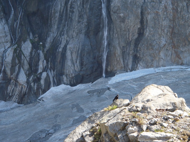 Glacier D'Argentière. : J'ai cassé la croûte avec le choucas.