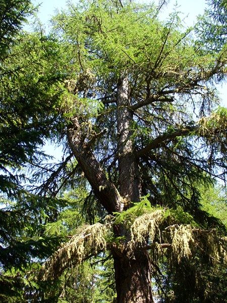 Sentier Descente : Le Gros Mélèze ...