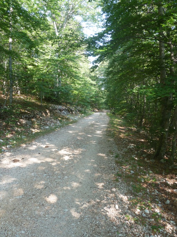 #5 sous le mont Serein : belle piste en forêt sous le mont Serein : belle piste en forêt