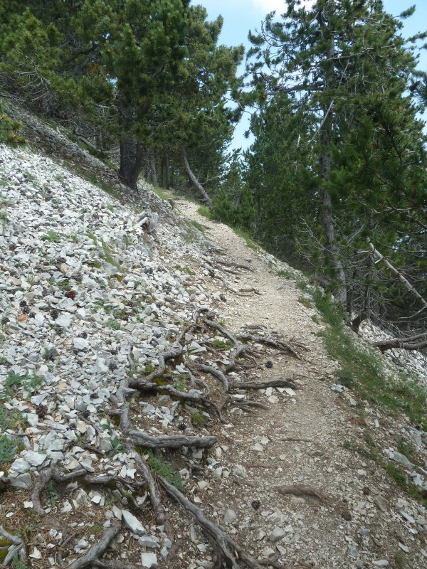 #8 dans la montée au sommet : Bien bon ce sentier ! dans la montée au sommet : Bien bon ce sentier !