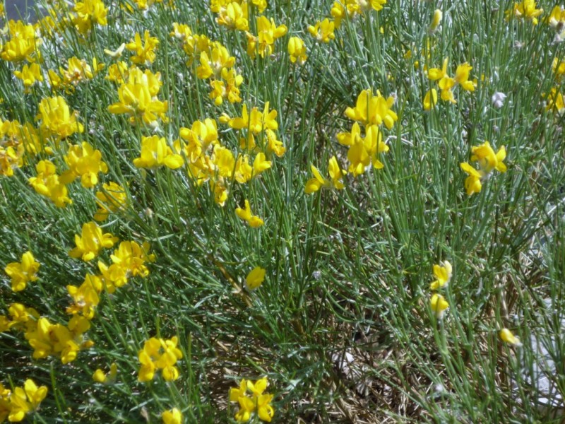 Genista radiata : mais abondant à Céüse et sur la crête de Lure