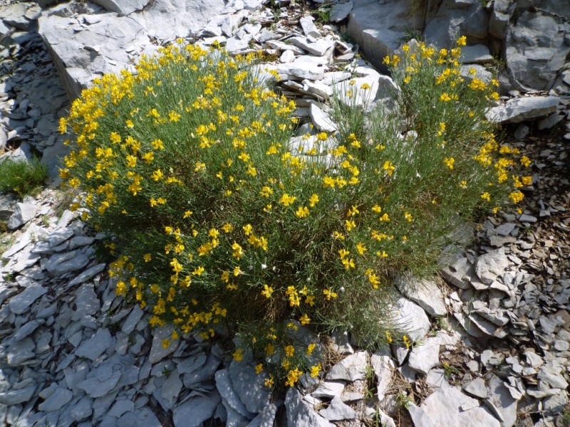#8 Genista radiata : rare (et protégé) en France... Genista radiata : rare (et protégé) en France...
