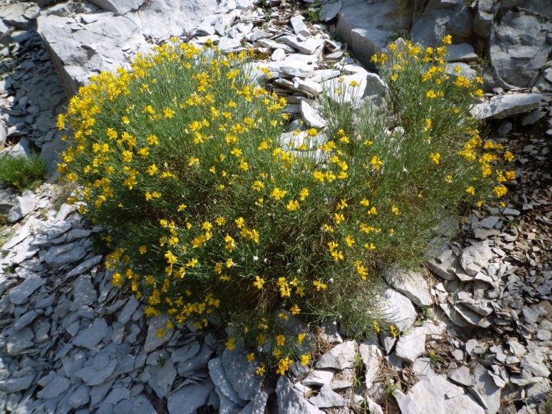 Genista radiata : rare (et protégé) en France...