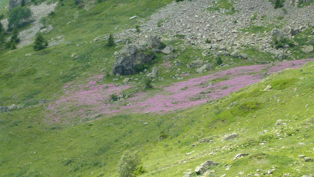 Tapis rose : joli parterre de fleurs roses... mais alors lesquelles ?!!