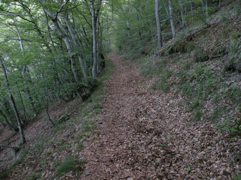 Photo1 : Début de la montée en forêt, beau sentier.