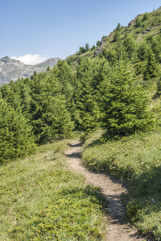 Plan du Genièvre : joli balcon roulant entre les sapins