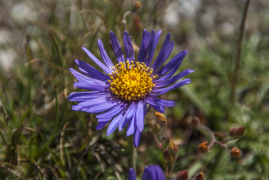 #5 Ptite fleur : Aster des Alpes? Ptite fleur : Aster des Alpes?