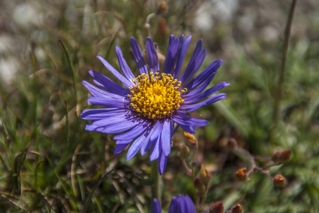 Ptite fleur : Aster des Alpes?