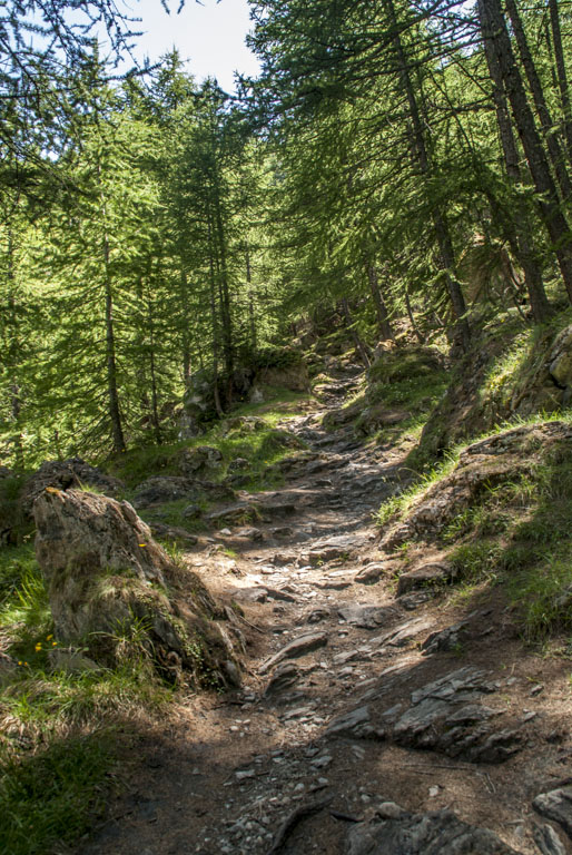 Mélézin du Monal : il n'a qu'un défaut: il est trop court!