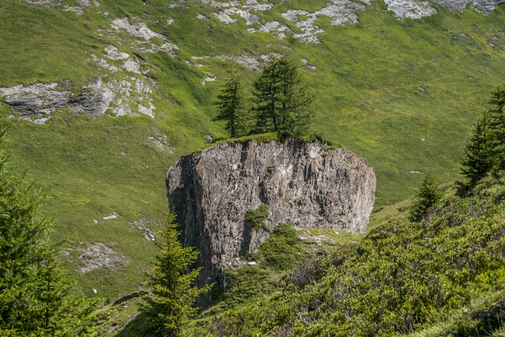 Chavonne du Carroley : gros caillou au bord du sentier, colonisé par les mélèzes :)