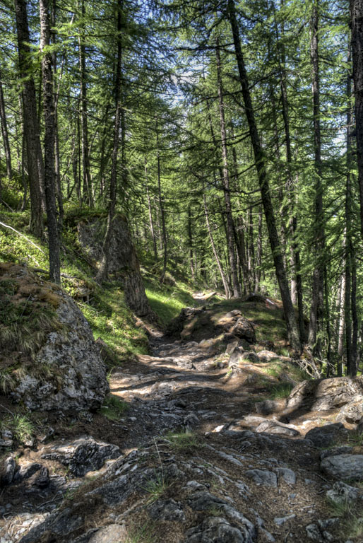 Mélézin du Monal : de la folie!