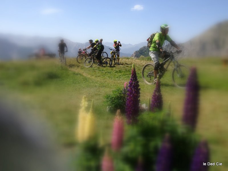 massif du refuge : lupins