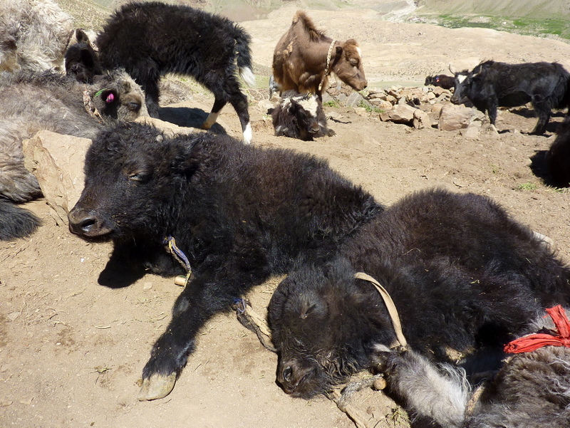 Dharsha-Padum : Bébés yak.