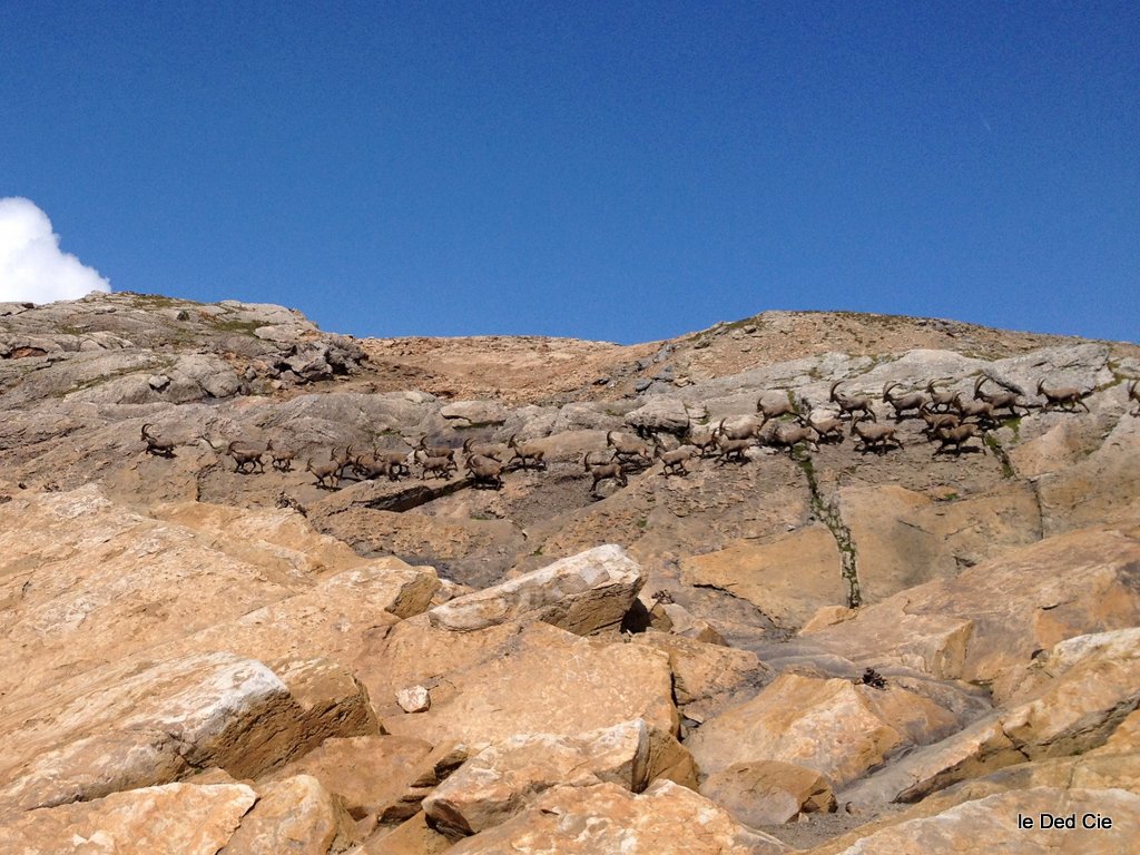 changement de  crèmerie ! : poudre d'escampette ...