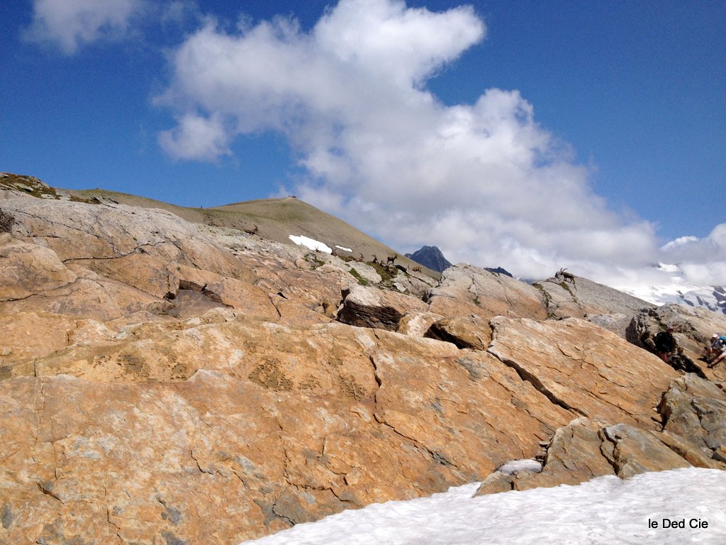 #5 le clou de la journée ! : Slick Rock au col des Fours mais avec les bouquetins alpins :) le clou de la journée ! : Slick Rock au col des Fours mais avec les bouquetins alpins :)