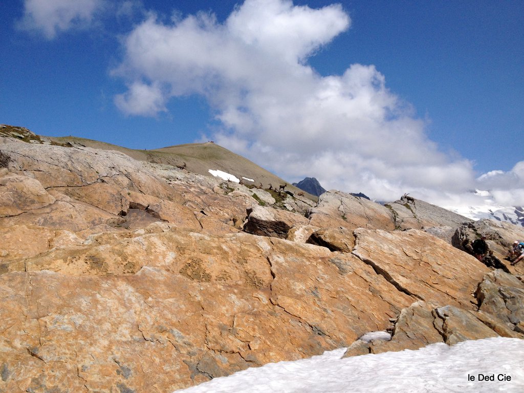 le clou de la journée ! : Slick Rock au col des Fours mais avec les bouquetins alpins :)