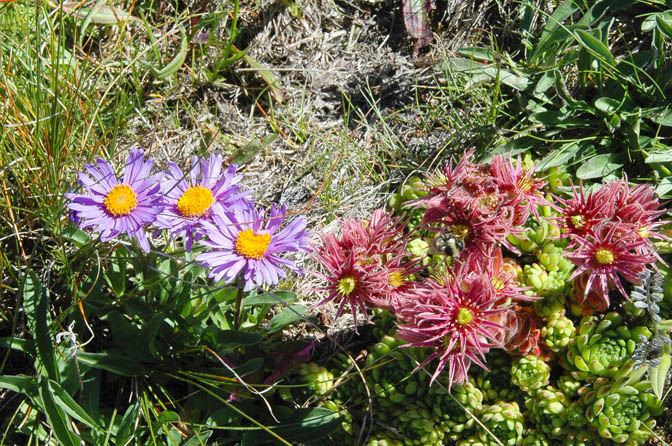 Val de Bagnes : Asters et joubarbes