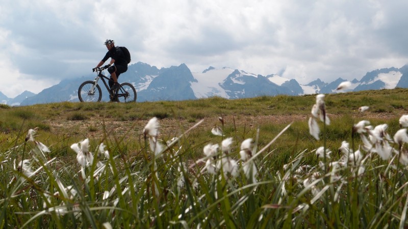 #23 Fleurs : Linaigrettes Fleurs : Linaigrettes