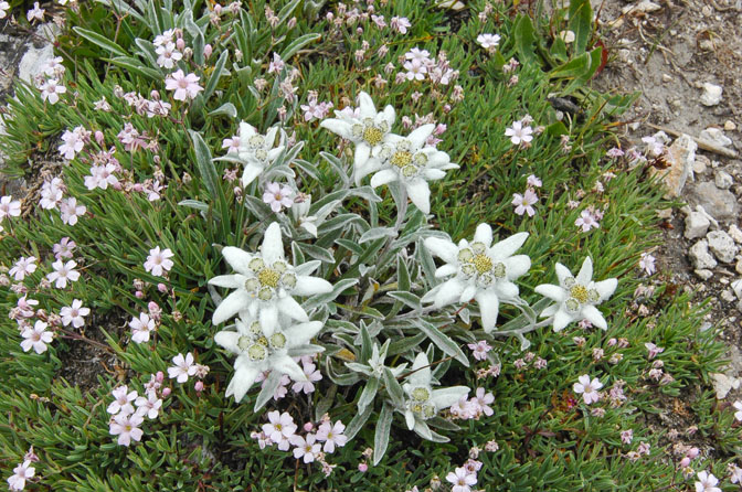 Val Clarea : Edelweiss