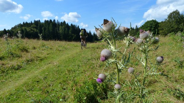 Attention, chardon ardent : Faut pas se le planter dans le luc celui là! De très beaux spécimens dans le coin