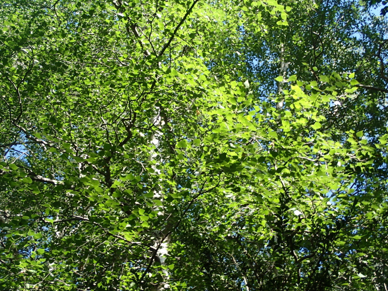Pic d'Arriouère : Le sentier se poursuit dans une maginifique forêt mixte bouleaux