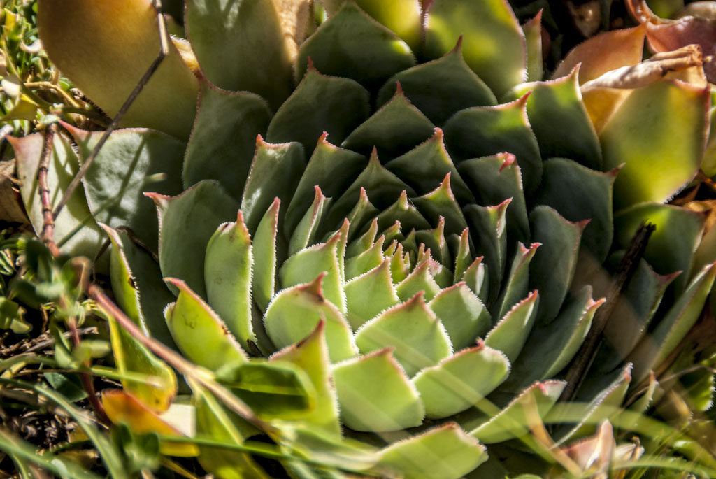 #6 Sous le monolithe : une plante grasse amusante Sous le monolithe : une plante grasse amusante