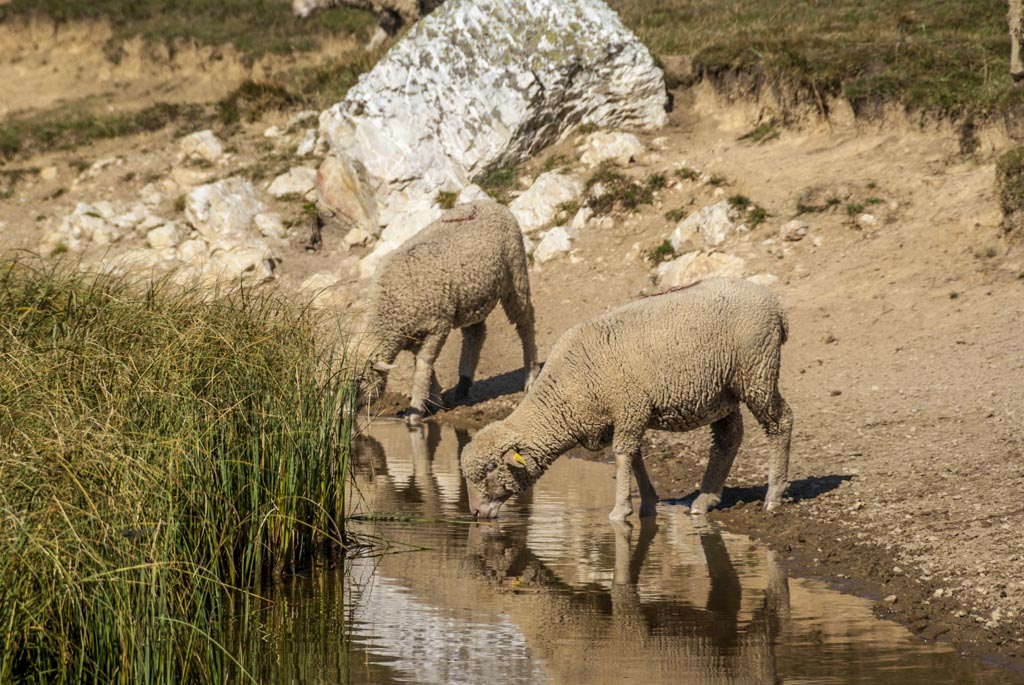 #14 Bêêêê : autre exemple de faune locale Bêêêê : autre exemple de faune locale