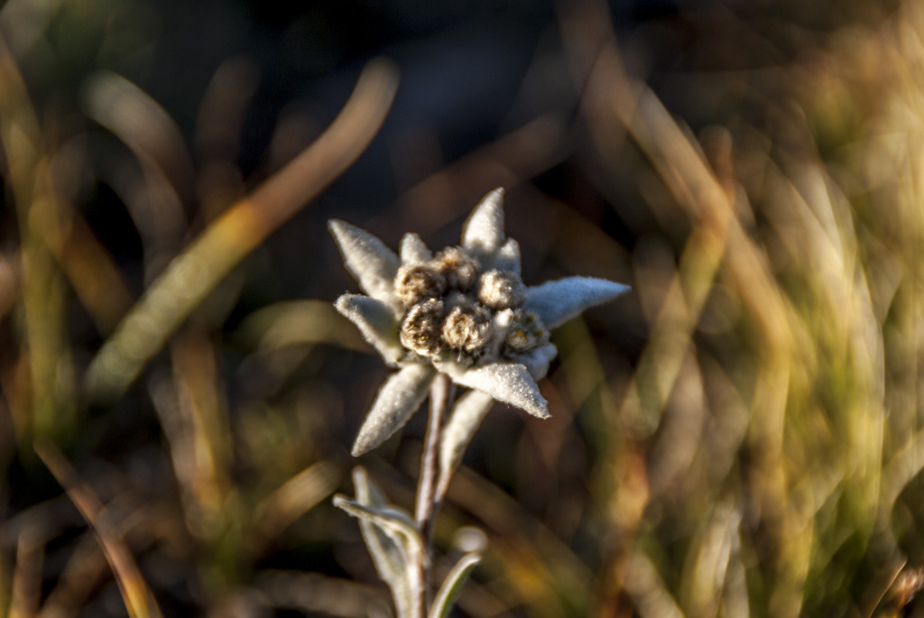 Edelweiss : pas touche!