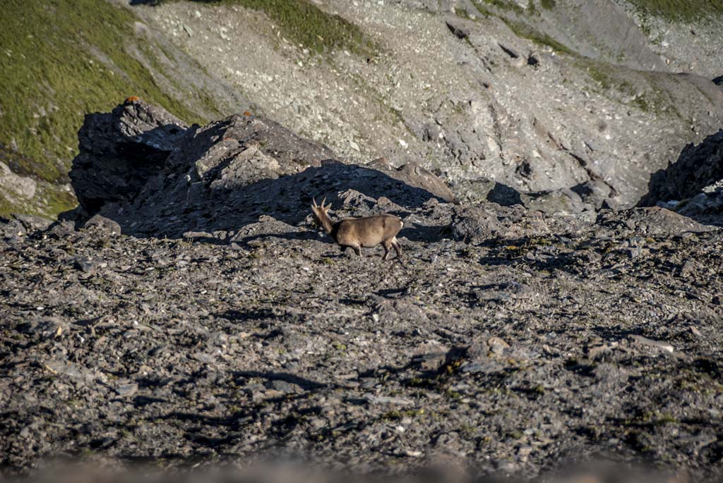#46 Faune locale : pas farouche pour un sou... Faune locale : pas farouche pour un sou...