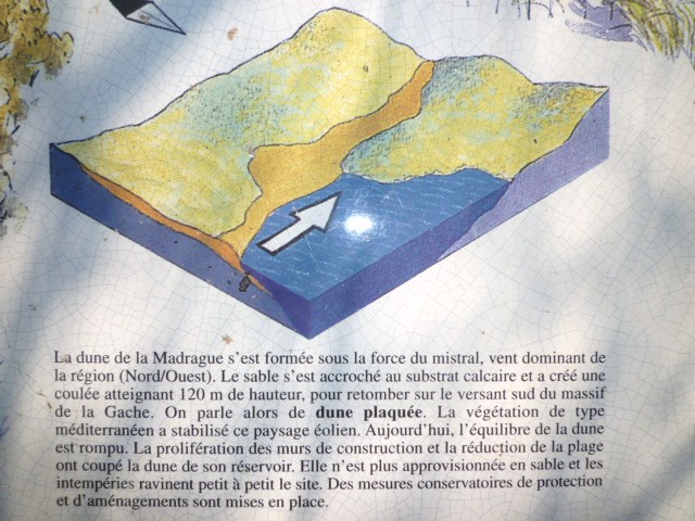 #10 Table pédagogique : c Table pédagogique : c'est la plage des Lecques qui alimentait la dune plaquée