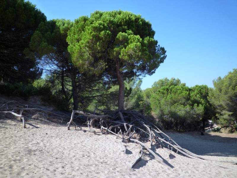 #8 Érosion spectaculaire : les racines du pin parasol sont mises au jour Érosion spectaculaire : les racines du pin parasol sont mises au jour