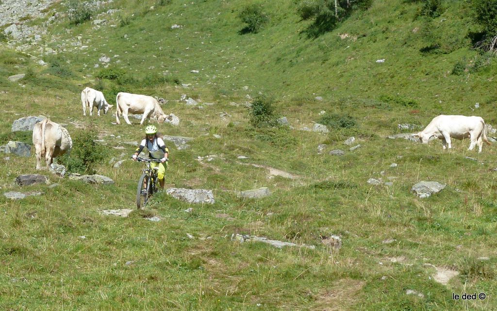 #64 Elle n Elle n'est pas vache, celle là :)