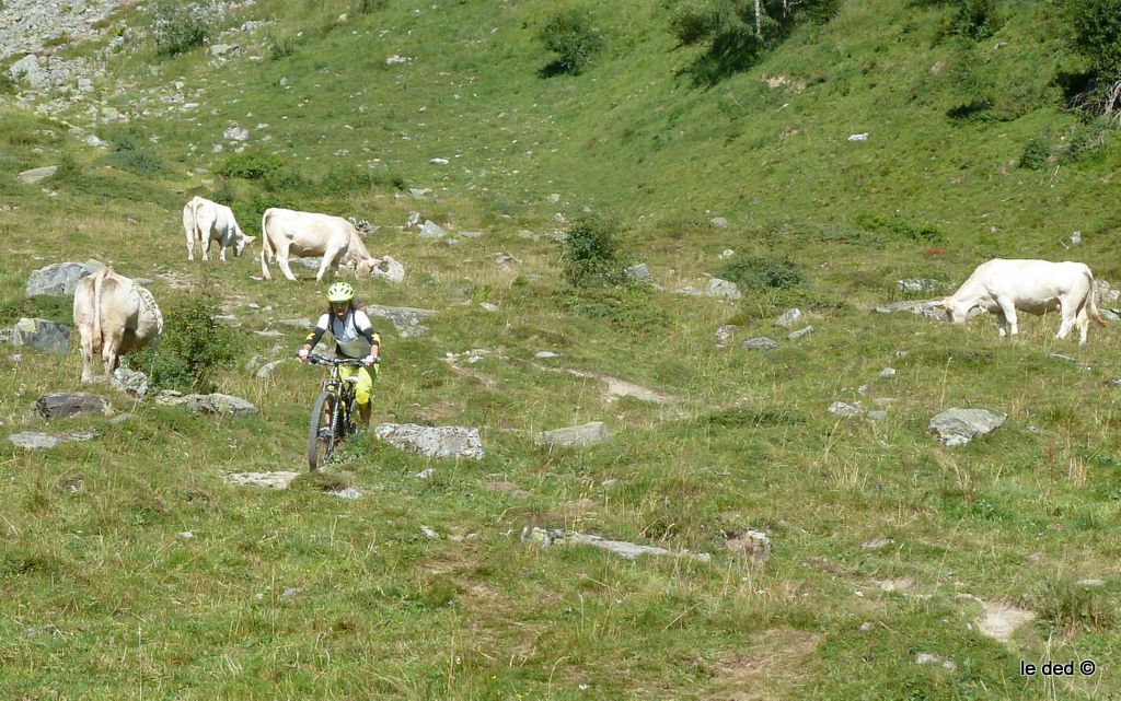 Elle n'est pas vache, celle là :)