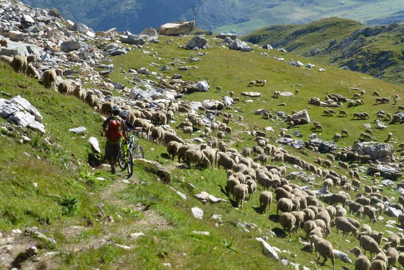 #97 Ovins : Respect du troupeau, même en l Ovins : Respect du troupeau, même en l'absence de patou !