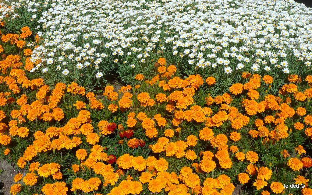 tricolor : Massif à Trient