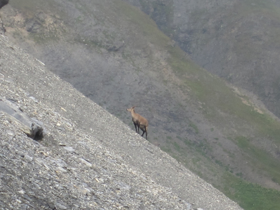 #11 Dans la pente : En remontant au col de Salenton, un bouquetin Dans la pente : En remontant au col de Salenton, un bouquetin