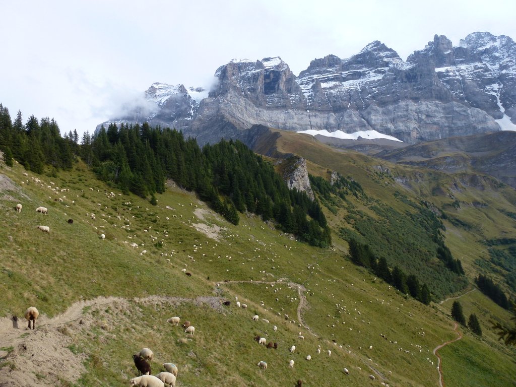 #4 Signal de Soi : Sentier refait à neuf et moutons sans patous, que demande le peuple ? Signal de Soi : Sentier refait à neuf et moutons sans patous, que demande le peuple ?