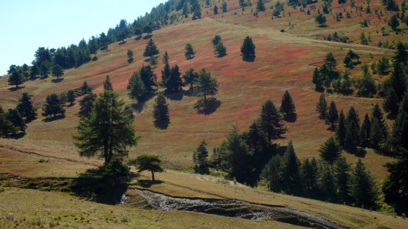 Myrtillaies sur le versant nord du Clot de Bouc