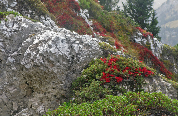 Dent du Villard : Myrtilliers rouges sur gypse blanc