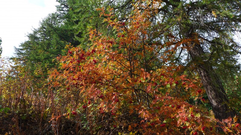 Sorbier : premières couleurs d'automne.
