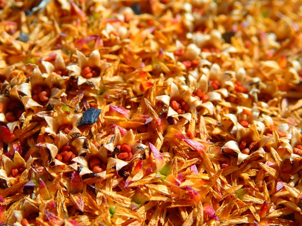 #17 Fleur en coussinet : Fin de cycle la graine est prête Fleur en coussinet : Fin de cycle la graine est prête