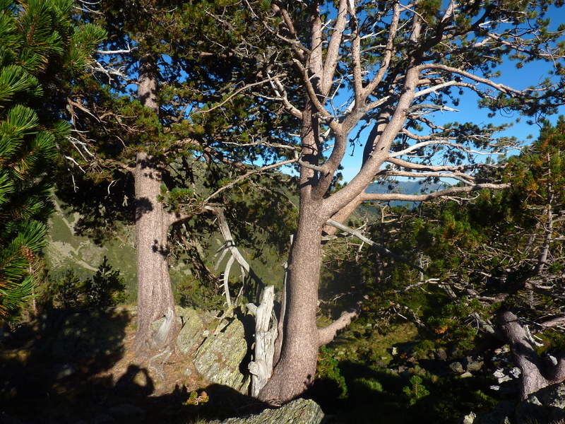 Vallée du galbe : beaux pins.